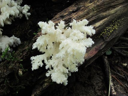 Hericium coralloides