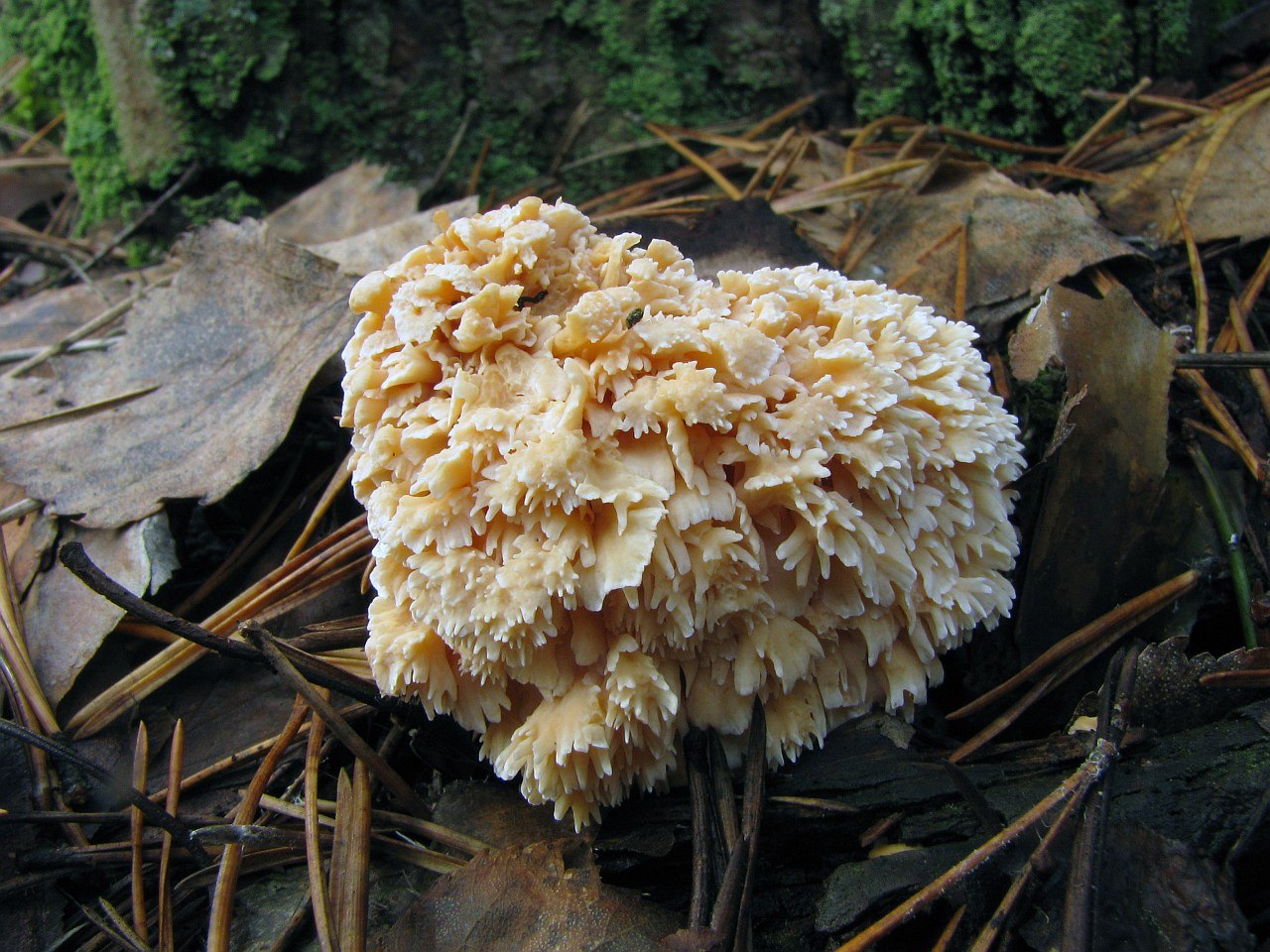 Hydnum repandum